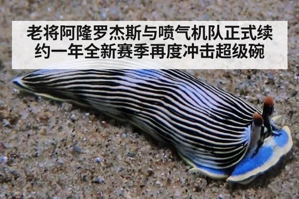 老将阿隆罗杰斯与喷气机队正式续约一年全新赛季再度冲击超级碗